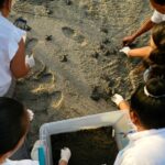 Acuario Nacional Libera 175 Neonatos de Tortugas Marinas en las Playas de Güibia y Manresa